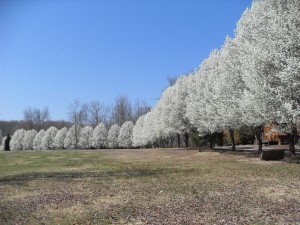 white-trees